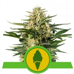 GREEN GELATO AUTOMATIC ·  Royal Queen Seeds · kenevir tohum · Disi · AutoFem