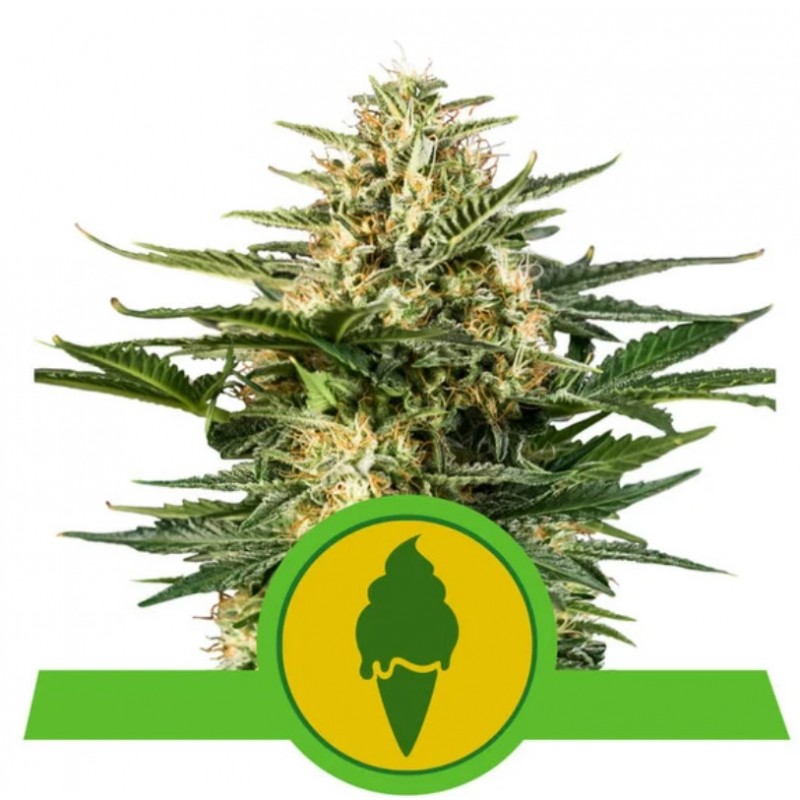 GREEN GELATO AUTOMATIC · Royal Queen Seeds · cannabis seeds · AutoFem
