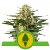 GREEN GELATO AUTOMATIC ·  Royal Queen Seeds · kenevir tohum · Disi · AutoFem