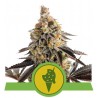 COOKIES GELATO AUTO · Royal Queen Seeds · cannabis seeds · AutoFem