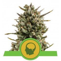 AMNESIA HAZE AUTOMATIC  · Royal Queen Seeds · cannabis seeds · AutoFem