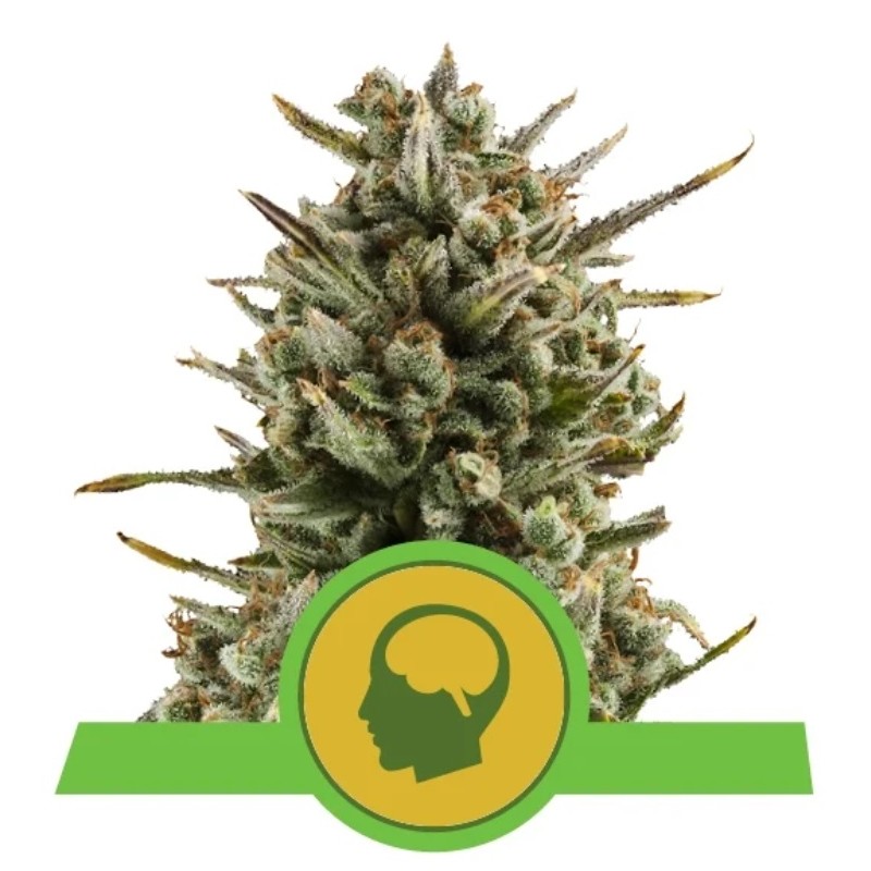 AMNESIA HAZE AUTOMATIC ·  Royal Queen Seeds · kenevir tohum · Disi · AutoFem