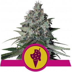 COOKIES GELATO · Royal Queen Seeds · kenevir tohum · Disi · Fem