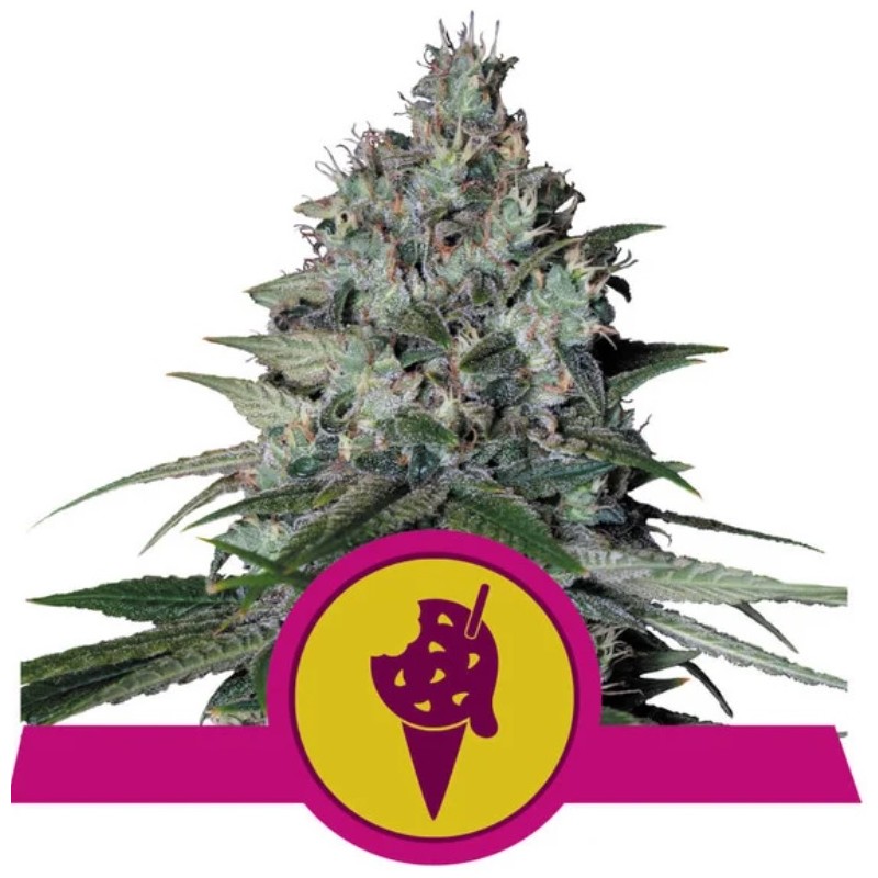 COOKIES GELATO · Royal Queen Seeds · kenevir tohum · Disi · Fem