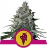 COOKIES GELATO · Royal Queen Seeds · cannabis seeds · Fem