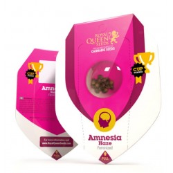 AMNESIA HAZE · Royal Queen Seeds · cannabis seeds · Fem