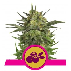 HAZE BERRY · Royal Queen Seeds · cannabis seeds · Fem