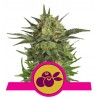 HAZE BERRY · Royal Queen Seeds · kenevir tohum · Disi · Fem