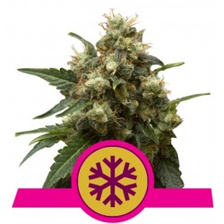 ICE · Royal Queen Seeds · cannabis seeds ·  Fem