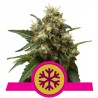 ICE · Royal Queen Seeds · kenevir tohum · Disi ·  Fem
