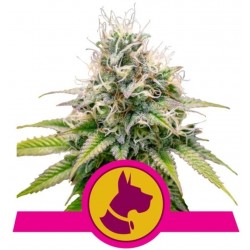 KALI DOG · Royal Queen Seeds · kenevir tohum · Disi · Fem