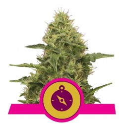NORTHERN LIGHT · Royal Queen Seeds · cannabis seeds · Fem