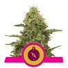 NORTHERN LIGHT · Royal Queen Seeds · kenevir tohum · Disi · Fem