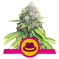 O.G. KUSH · Royal Queen Seeds · cannabis seeds · Fem