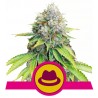 O.G. KUSH · Royal Queen Seeds · kenevir tohum · Disi · Fem