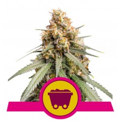 SHINING SILVER HAZE · Royal Queen Seeds · kenevir tohum · Disi · Fem