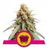 SHINING SILVER HAZE · Royal Queen Seeds · kenevir tohum · Disi · Fem