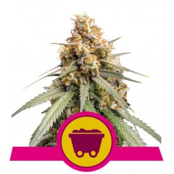 SOUR DIESEL · Royal Queen Seeds · cannabis seeds · Fem