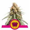 SOUR DIESEL · Royal Queen Seeds · kenevir tohum · Disi · Fem