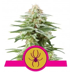 WHITE WIDOW · Royal Queen Seeds · kenevir tohum · Disi · Fem