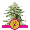 WHITE WIDOW · Royal Queen Seeds · cannabis seeds · Fem