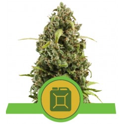 DIESEL AUTO · Royal Queen Seeds · cannabis seeds · AutoFem