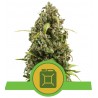 DIESEL AUTO · Royal Queen Seeds · cannabis seeds · AutoFem