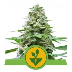 EASY BUD · Royal Queen Seeds · kenevir tohum · Disi · AutoFem