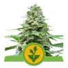 EASY BUD · Royal Queen Seeds · kenevir tohum · Disi · AutoFem