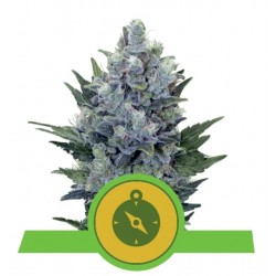 NORTHERN LIGHT AUTOMATIC · Royal Queen Seeds · kenevir tohum · Disi · AutoFem