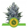 NORTHERN LIGHT AUTOMATIC · Royal Queen Seeds · cannabis seeds · AutoFem