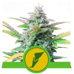 QUICK ONE · Royal Queen Seeds · kenevir tohum · Disi · AutoFem