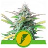 QUICK ONE · Royal Queen Seeds · kenevir tohum · Disi · AutoFem
