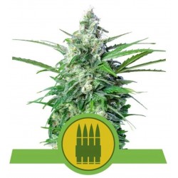 ROYAL AK AUTOMATIC · Royal Queen Seeds · kenevir tohum · Disi · AutoFem