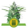 ROYAL AK AUTOMATIC · Royal Queen Seeds · kenevir tohum · Disi · AutoFem