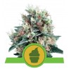ROYAL CREAMATIC · Royal Queen Seeds · kenevir tohum · Disi · AutoFem
