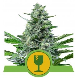 ROYAL CRITICAL AUTOMATIC · Royal Queen Seeds · cannabis seeds · AutoFem