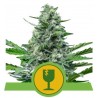 ROYAL CRITICAL AUTOMATIC · Royal Queen Seeds · cannabis seeds · AutoFem