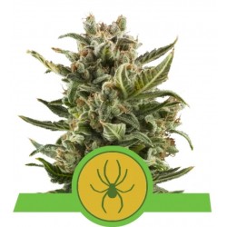 WHITE WIDOW AUTOMATIC · Royal Queen Seeds · cannabis seeds · AutoFem
