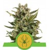 WHITE WIDOW AUTOMATIC · Royal Queen Seeds · cannabis seeds · AutoFem