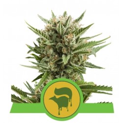 SWEET SKUNK AUTOMATIC · Royal Queen Seeds · kenevir tohum · Disi · AutoFem