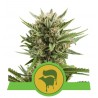SWEET SKUNK AUTOMATIC · Royal Queen Seeds · cannabis seeds · AutoFem