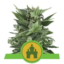 ROYAL KUSH AUTOMATIC · Royal Queen Seeds · cannabis seeds · AutoFem