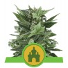 ROYAL KUSH AUTOMATIC · Royal Queen Seeds · cannabis seeds · AutoFem