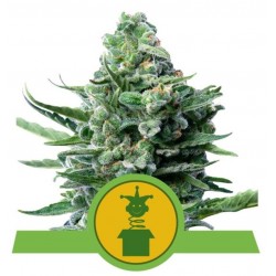 ROYAL JACK  AUTO · Royal Queen Seeds · kenevir tohum · Disi · AutoFem