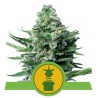 ROYAL JACK  AUTO · Royal Queen Seeds · kenevir tohum · Disi · AutoFem