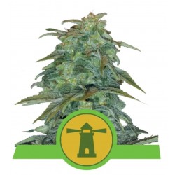 ROYAL HAZE AUTOMATIC · Royal Queen Seeds · cannabis seeds · AutoFem