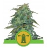 ROYAL HAZE AUTOMATIC · Royal Queen Seeds · kenevir tohum · Disi · AutoFem
