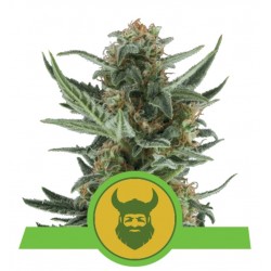 ROYAL DWARF · Royal Queen Seeds · kenevir tohum · Disi · AutoFem