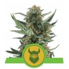 ROYAL DWARF · Royal Queen Seeds · cannabis seeds · AutoFem